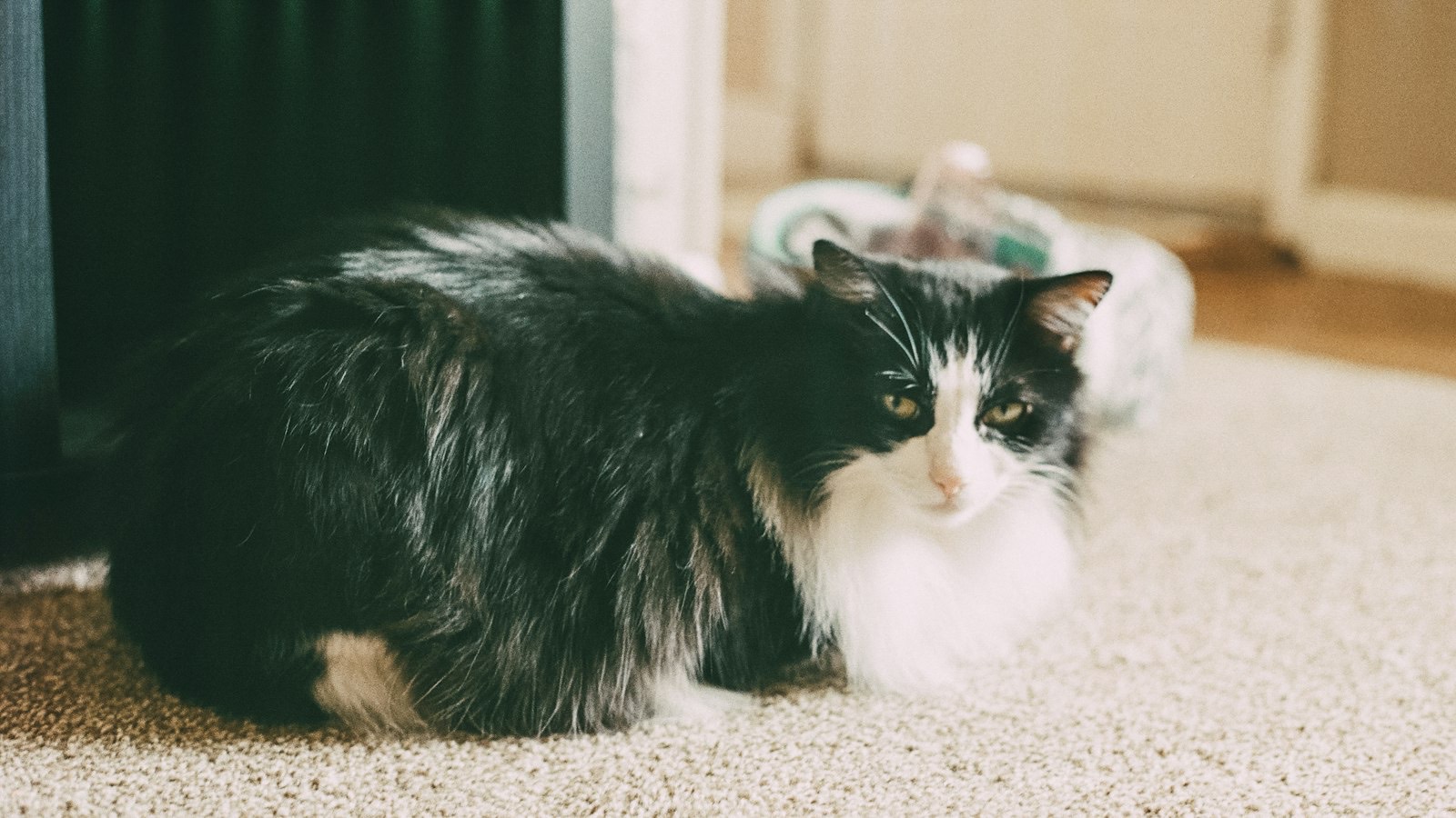 A cat lying on a carpet